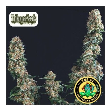 Gorilla de Trikoma Seeds