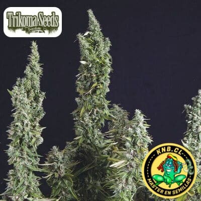 Nicole OG Kush de Trikoma Seeds