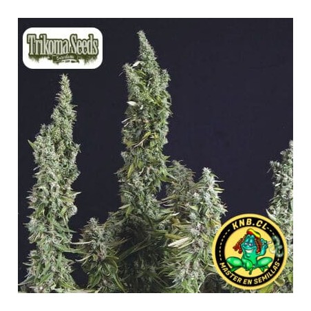 Nicole OG Kush de Trikoma Seeds