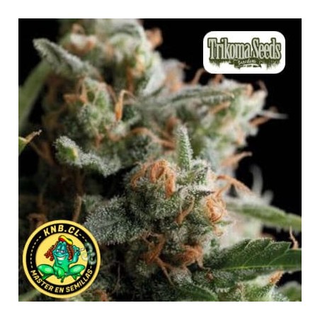 Satan´s Bride de Trikoma Seeds