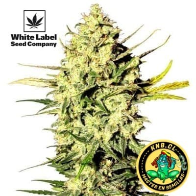 Master Kush auto de White Label
