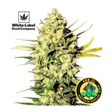 Master Kush auto de White Label
