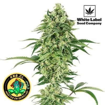 Double Banana Kush White Label