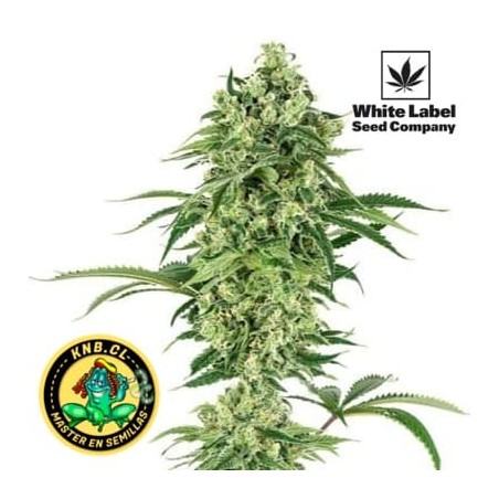 Double Banana Kush White Label