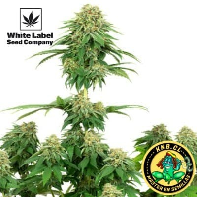 Girl Scout cookies de White Label