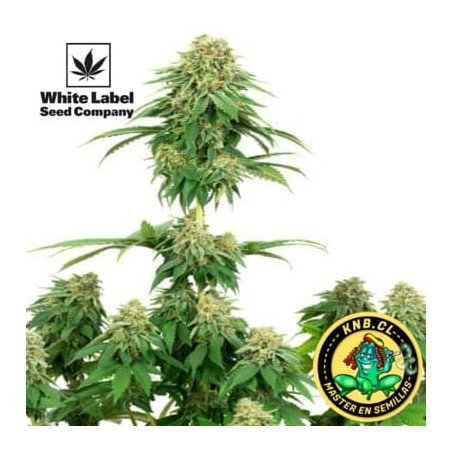 Girl Scout cookies de White Label