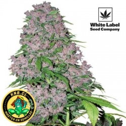 Purple Bud de White Label