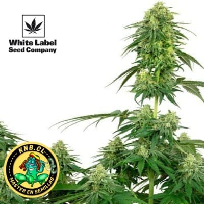 Strawberry Kush de White Label