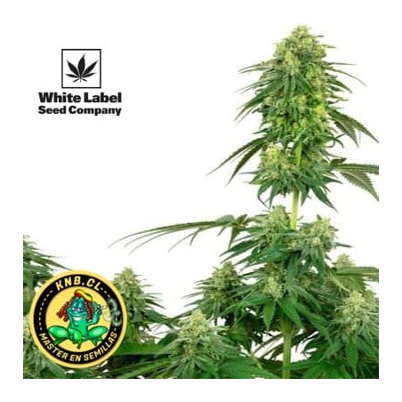 Strawberry Kush de White Label