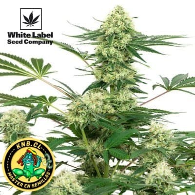 Wedding Cake de White Label