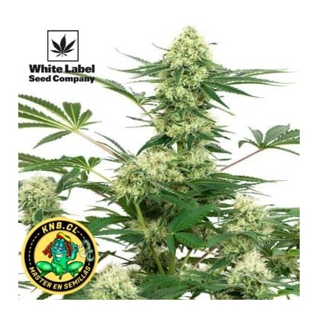 Wedding Cake de White Label