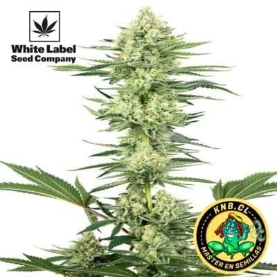 White Gorilla Haze de White Label