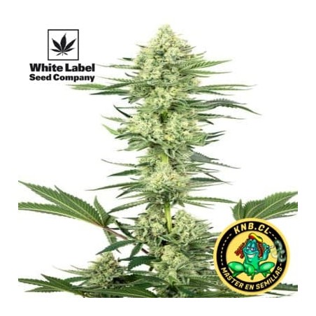 White Gorilla Haze de White Label