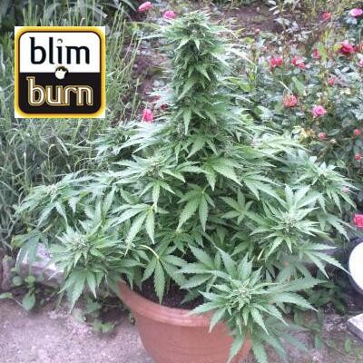 AK auto de BlimBurn