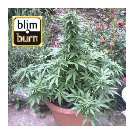 AK auto de BlimBurn