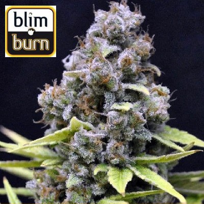 Critical auto de BlimBurn