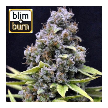 Critical auto de BlimBurn