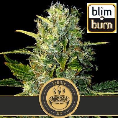 Tangie auto de BlimBurn