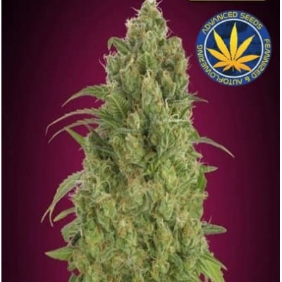 Strawberry Gum auto Advanced Seeds