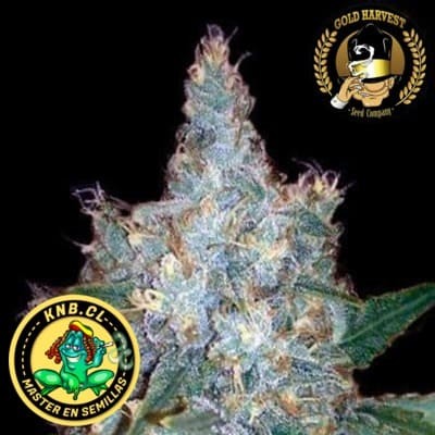 Blueberry auto Gold Harvest