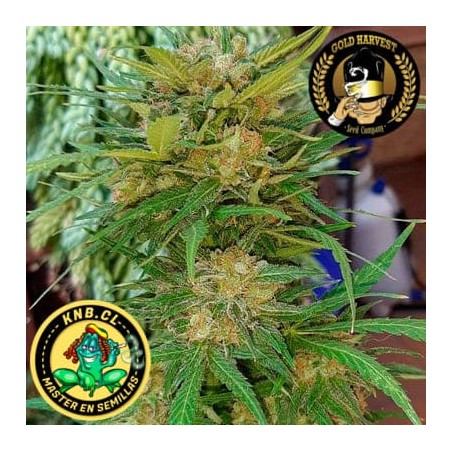 Auto Gelato de Gold Harvest