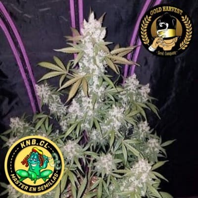 Girl Scout Cookies auto Gold Harvest