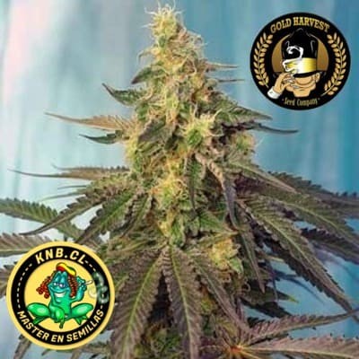 auto Caramel de Gold Harvest