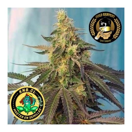 auto Caramel de Gold Harvest