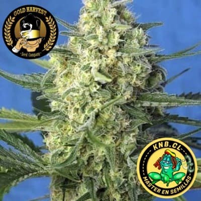 Banana Sour Gold Harvest