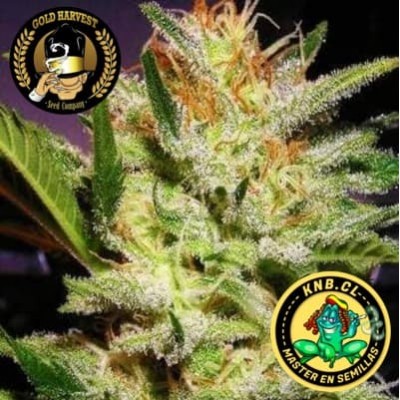 Amnesia Haze Gold Harvest