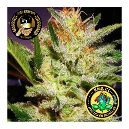 Amnesia Haze Gold Harvest