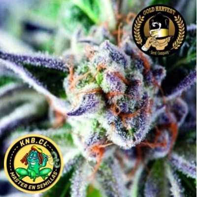 Do Si Dos Gold Harvest