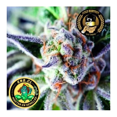 Do Si Dos Gold Harvest