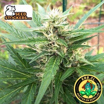 Santa Marta Haze auto de Seed Stockers Santa Marta Haze auto de Seed Stockers