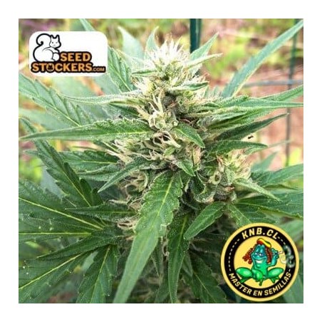 Santa Marta Haze auto de Seed Stockers