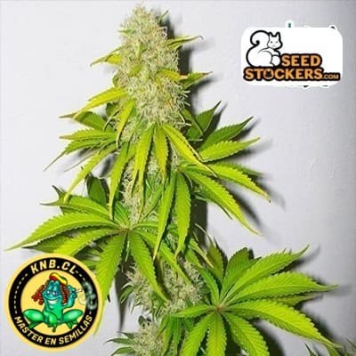 Super Skunk auto de Seed Stockers