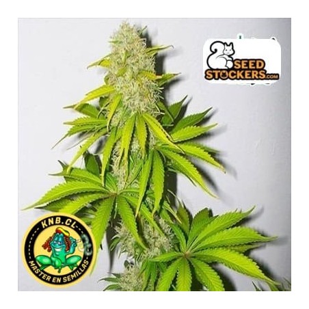 Super Skunk auto de Seed Stockers