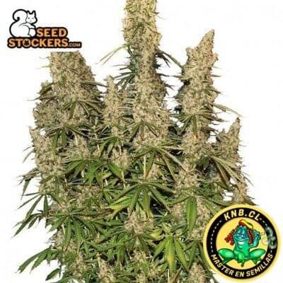 White Widow auto de Seed Stockers