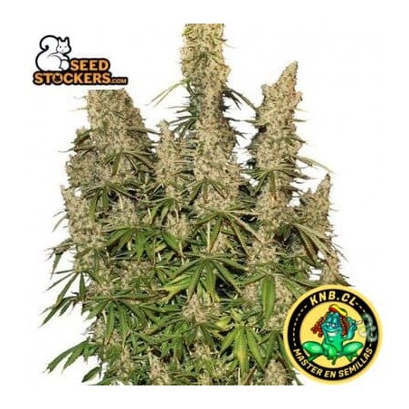 White Widow auto de Seed Stockers