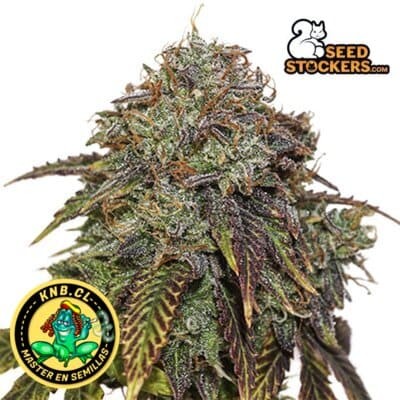 Gelato 41 Seed Stokers