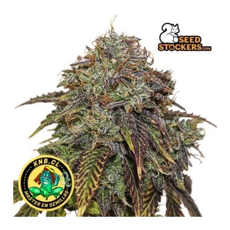 Gelato 41 Seed Stokers