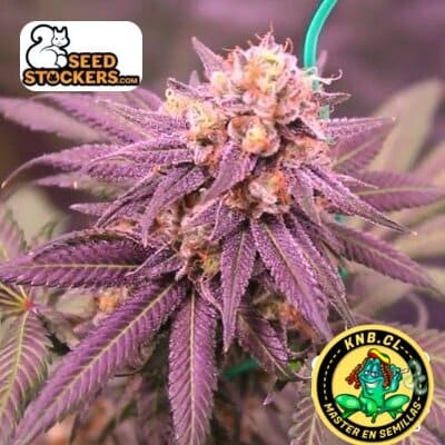 Purple Punch auto Seed Stokers