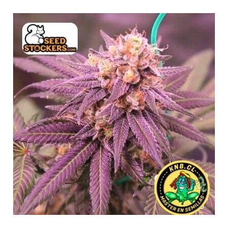 Purple Punch auto Seed Stokers