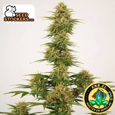 Sherbet auto Seed Stokers