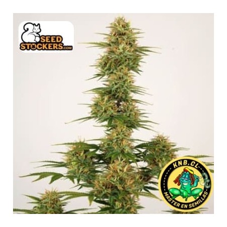 Sherbet auto Seed Stokers