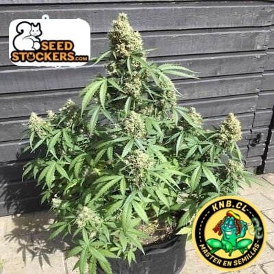 AK 420 de Seed Stockers