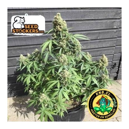 AK 420 de Seed Stockers