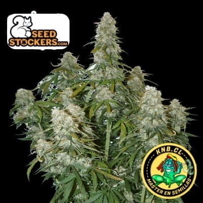 Big Bud de Seed Stockers