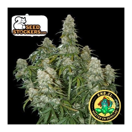 Big Bud de Seed Stockers