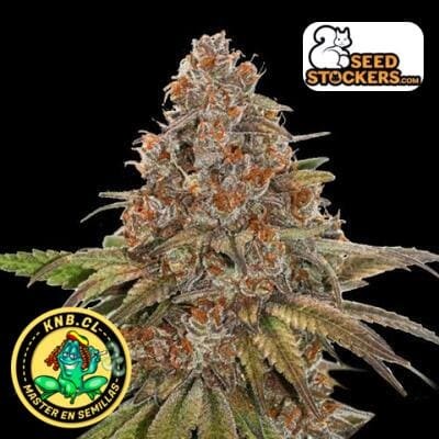 Blackberry Gum de Seed Stockers